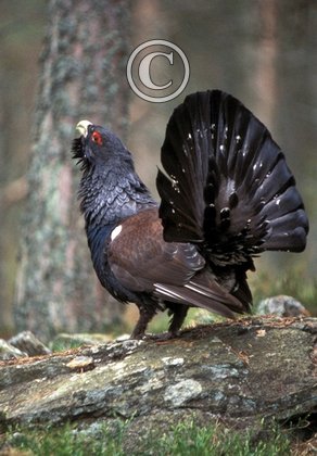 Capercaillie DM0465 